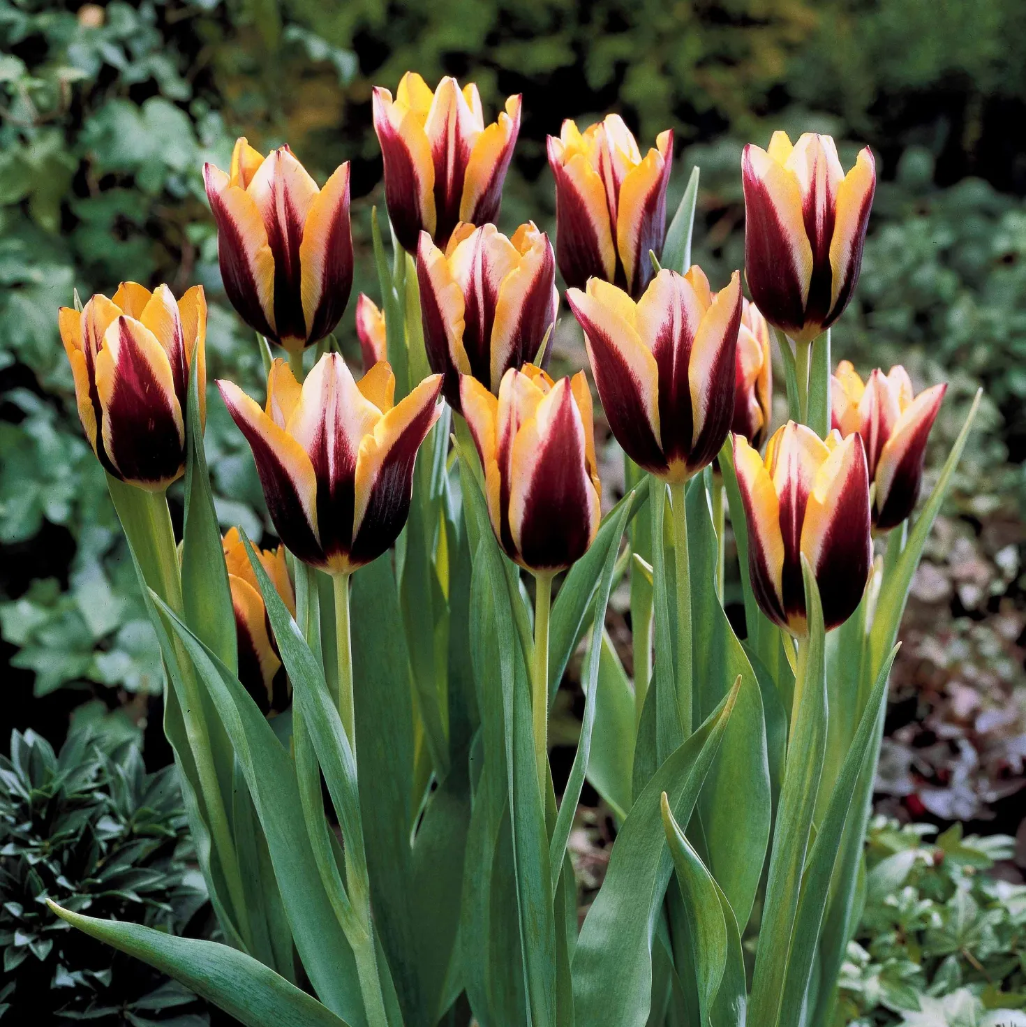 Tulpe 'Gavota' (x10) - Zwei Farben, ein Wow-Effekt