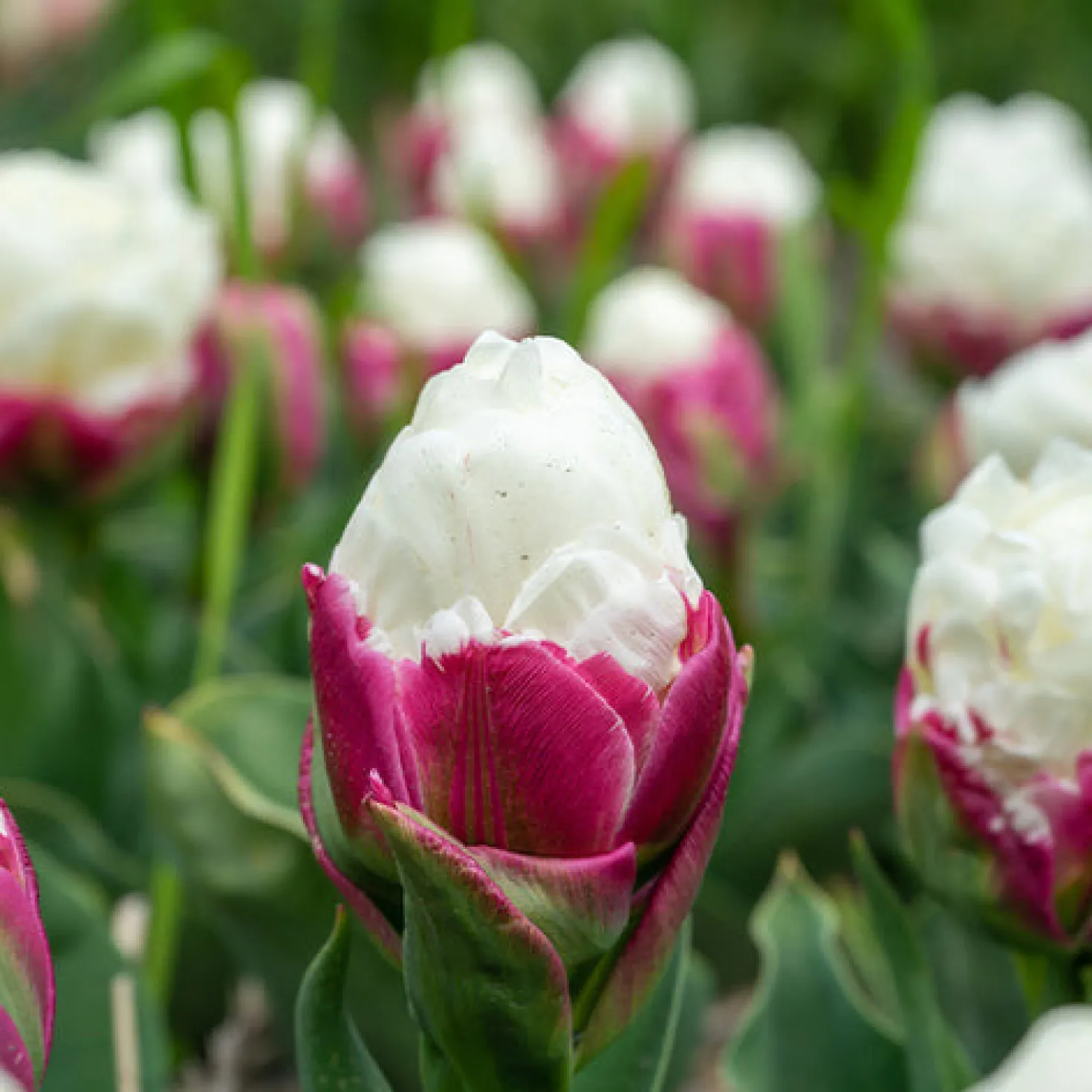 Tulpe 'Ice Cream' gefüllt (x7) - Blüht wie ein Eisbecher
