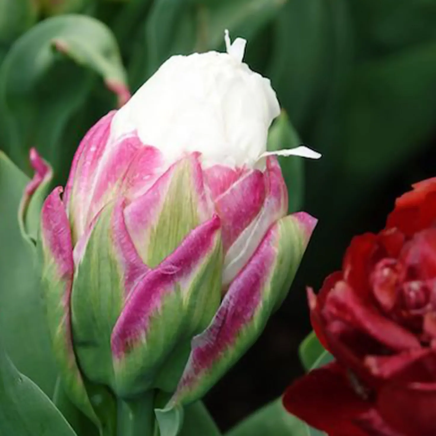 Tulpe 'Ice Cream' gefüllt (x7) - Blüht wie ein Eisbecher