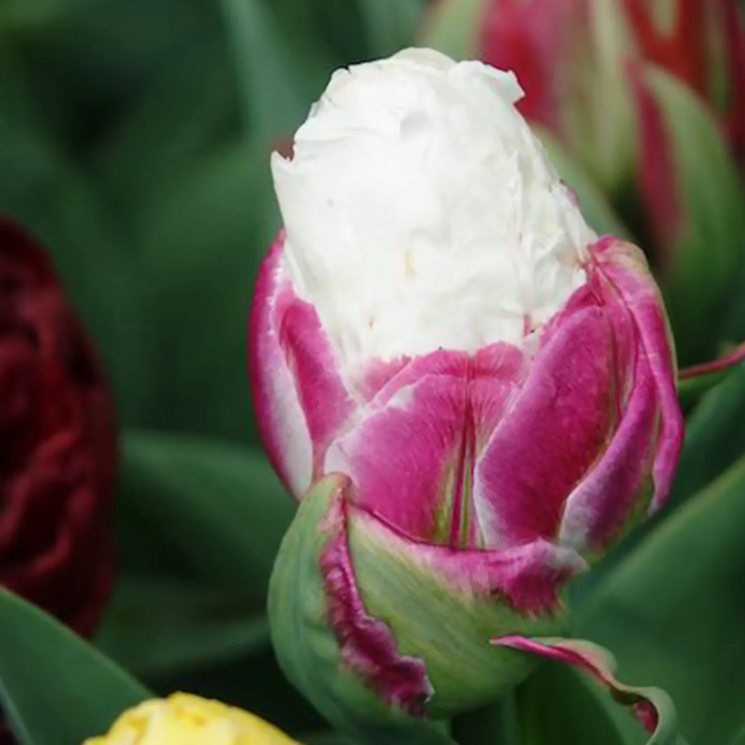 Tulpe 'Ice Cream' gefüllt (x7) - Blüht wie ein Eisbecher