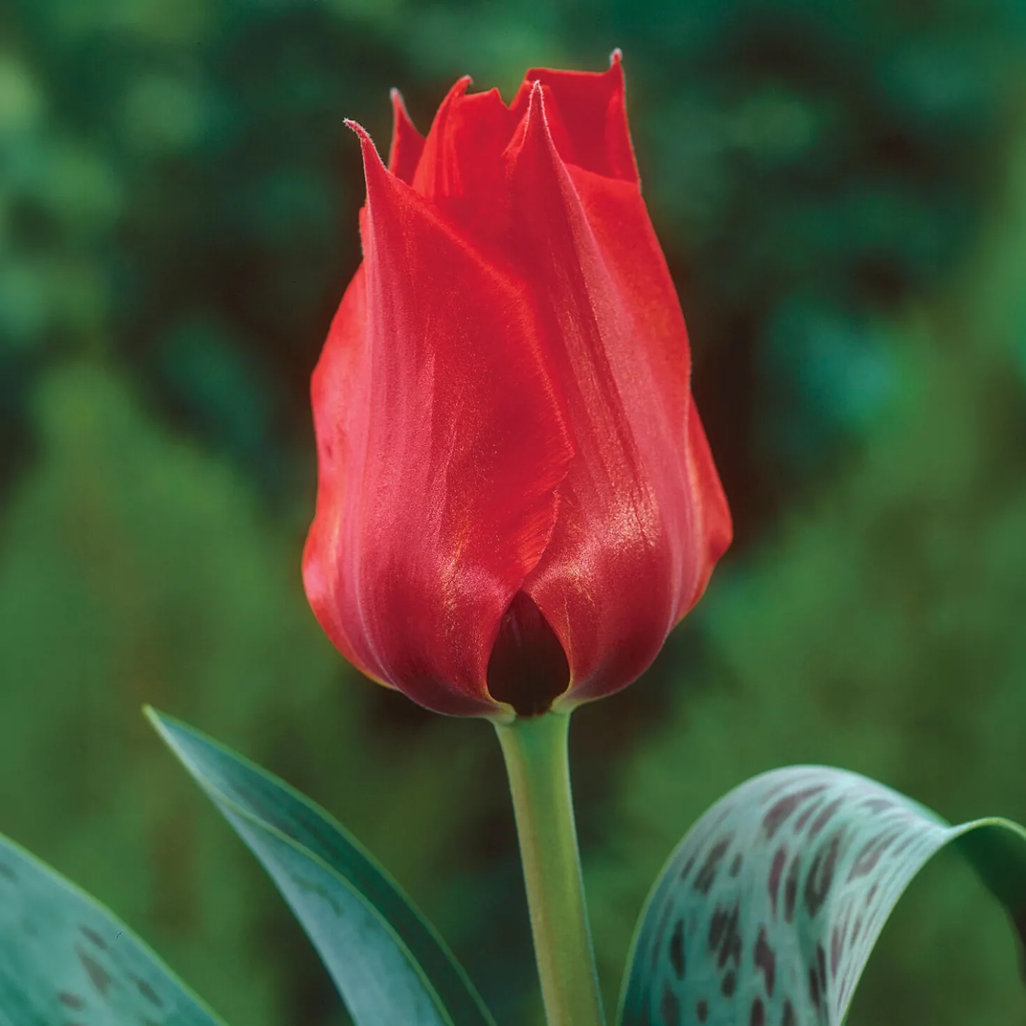 Tulpe Julius Caesar - Leuchtendes Rot im Frühling
