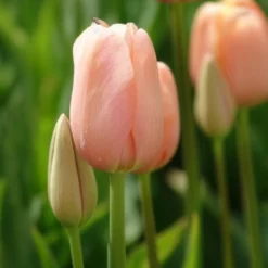 Tulpe 'Menton' (x7) - Zartrosa Blüten im Frühling