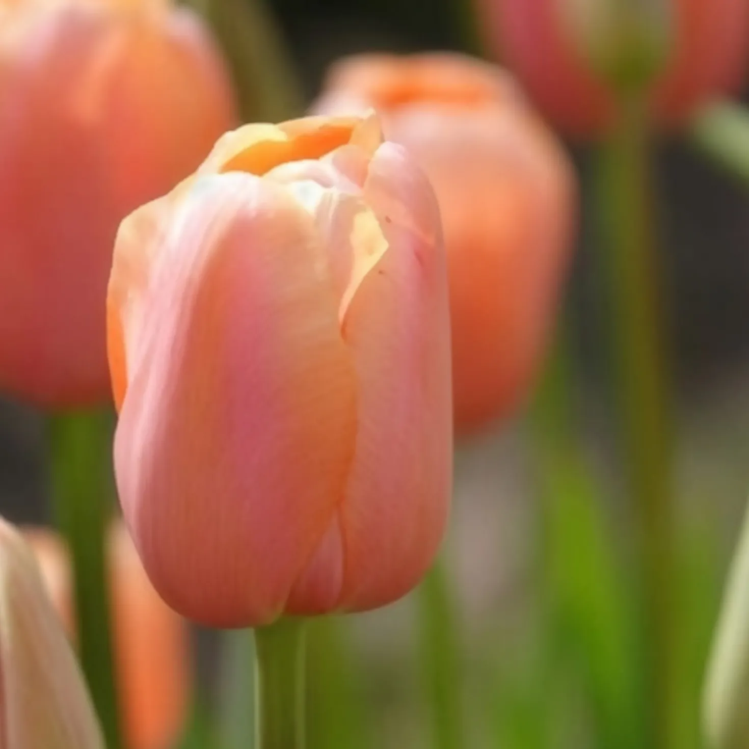 Tulpe 'Menton' (x7) - Zartrosa Blüten im Frühling