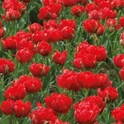 Tulpen ‘Abba’ gefüllt Rot (x7) - Volle rote Blüten im Frühling