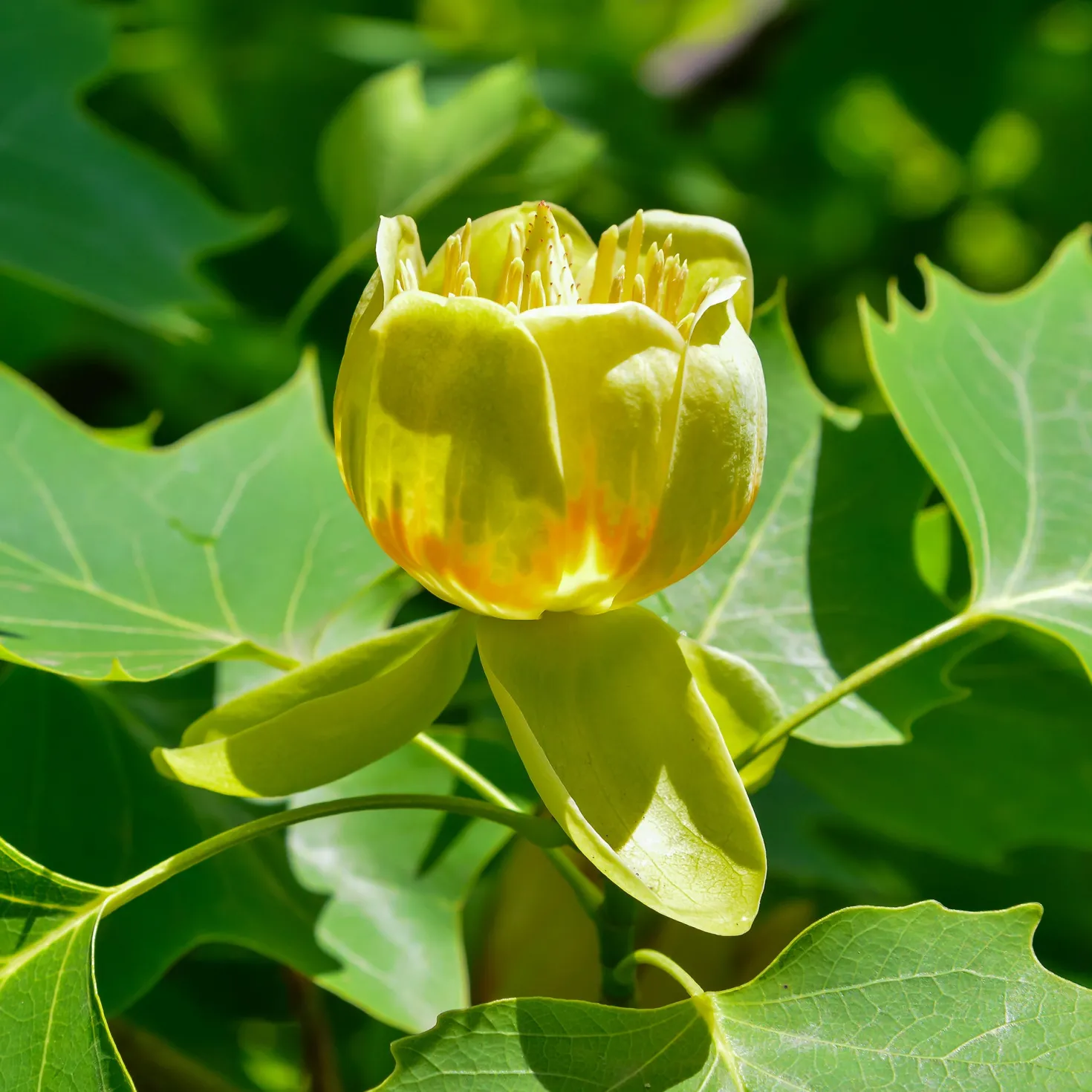 Tulpenbaum - Blüten wie Tulpen am Baum