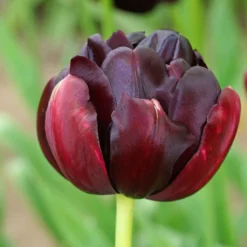 Tulpen 'Black Hero' (x10) - Samtig gefüllt, tiefschwarz