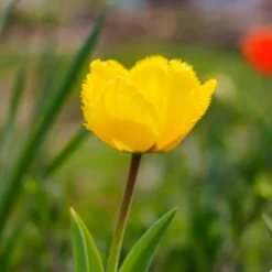 10 Tulpen Crystal Star - Sonniges Gelb im Frühling