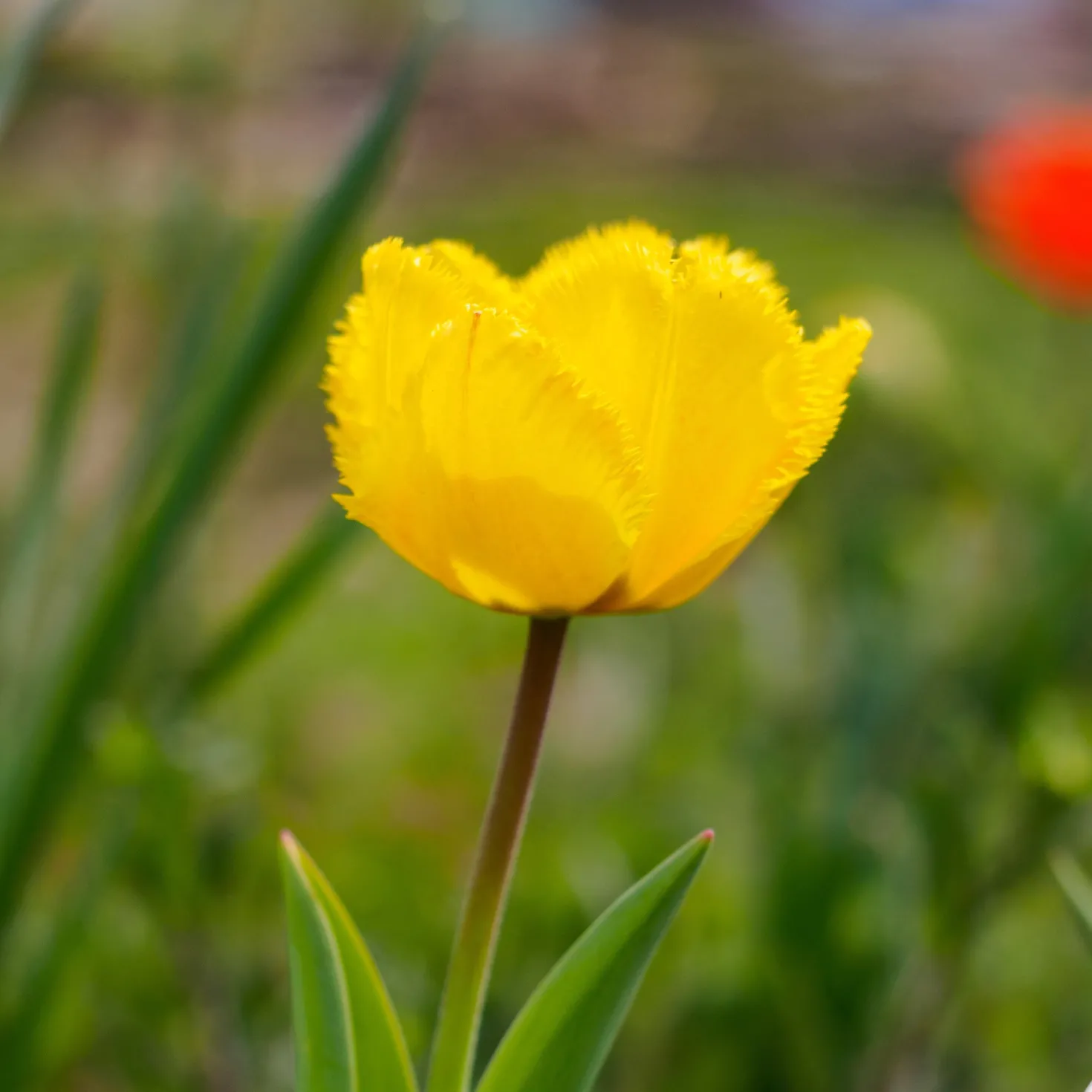 10 Tulpen Crystal Star - Sonniges Gelb im Frühling
