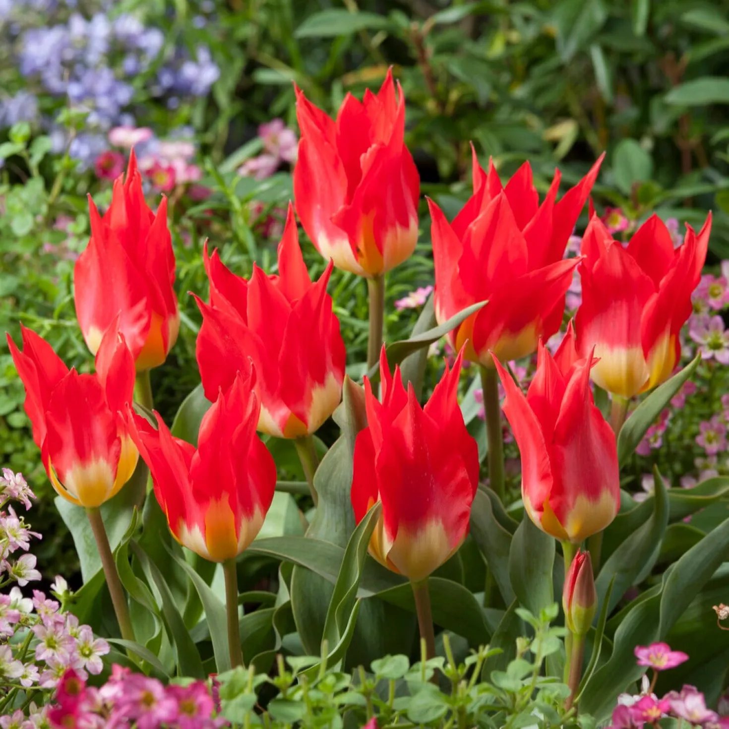 Tulpen ‘Flames Mystery’ (x5) - Feurige Blüten im Frühling