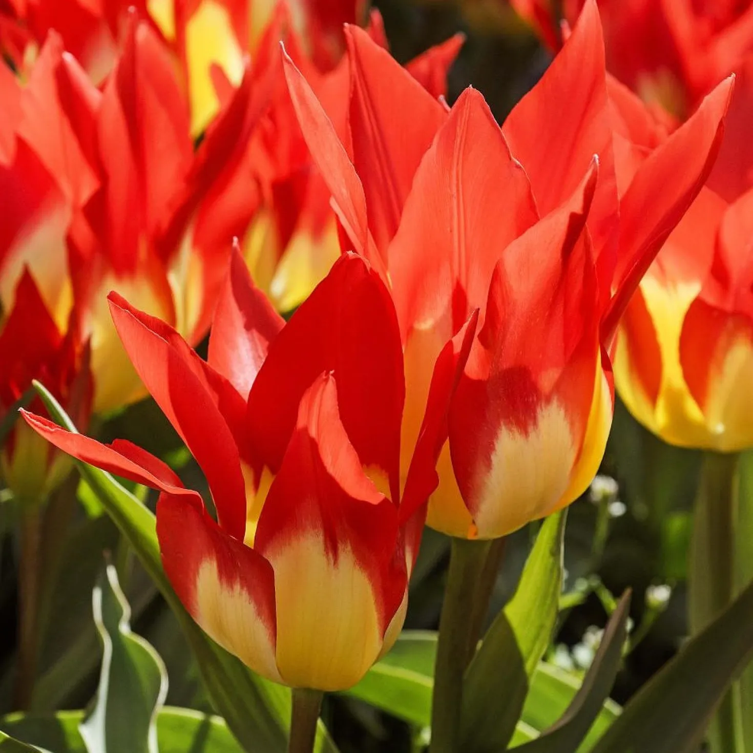 Tulpen ‘Flames Mystery’ (x5) - Feurige Blüten im Frühling