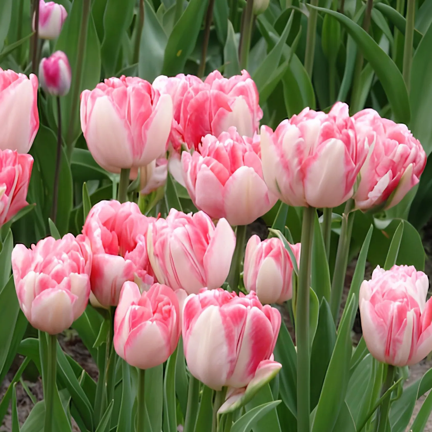 Tulpen 'Foxtrot' (x10) - Gefüllte Rosa-Fülle