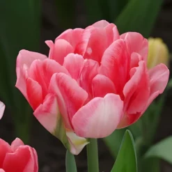 Tulpen 'Foxtrot' (x10) - Gefüllte Rosa-Fülle