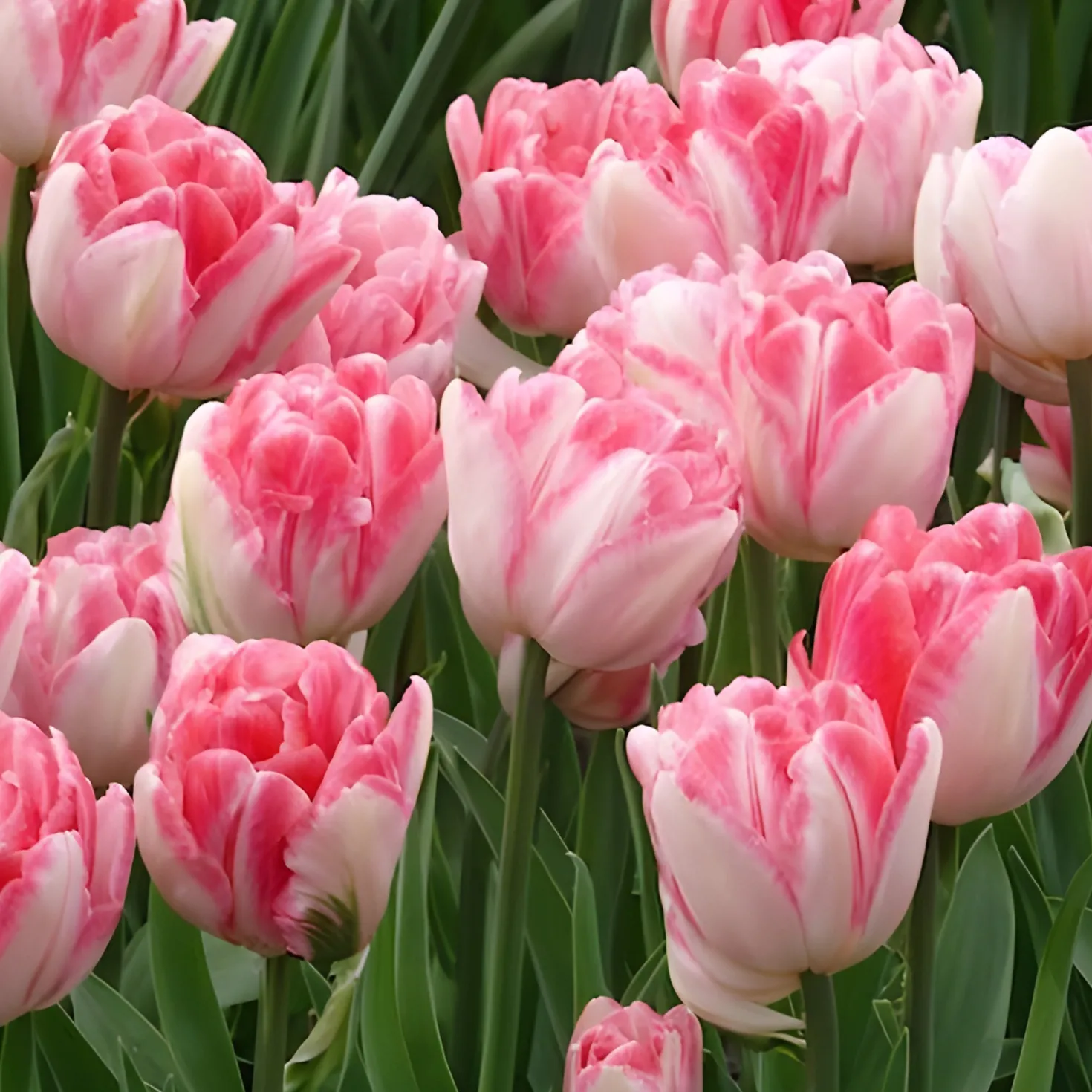 Tulpen 'Foxtrot' (x10) - Gefüllte Rosa-Fülle