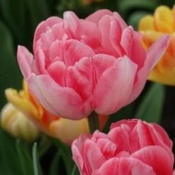 Tulpen 'Foxtrot' (x10) - Gefüllte Rosa-Fülle