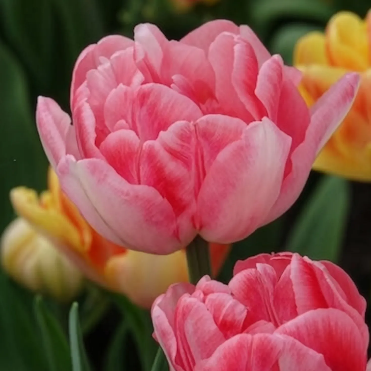 Tulpen 'Foxtrot' (x10) - Gefüllte Rosa-Fülle