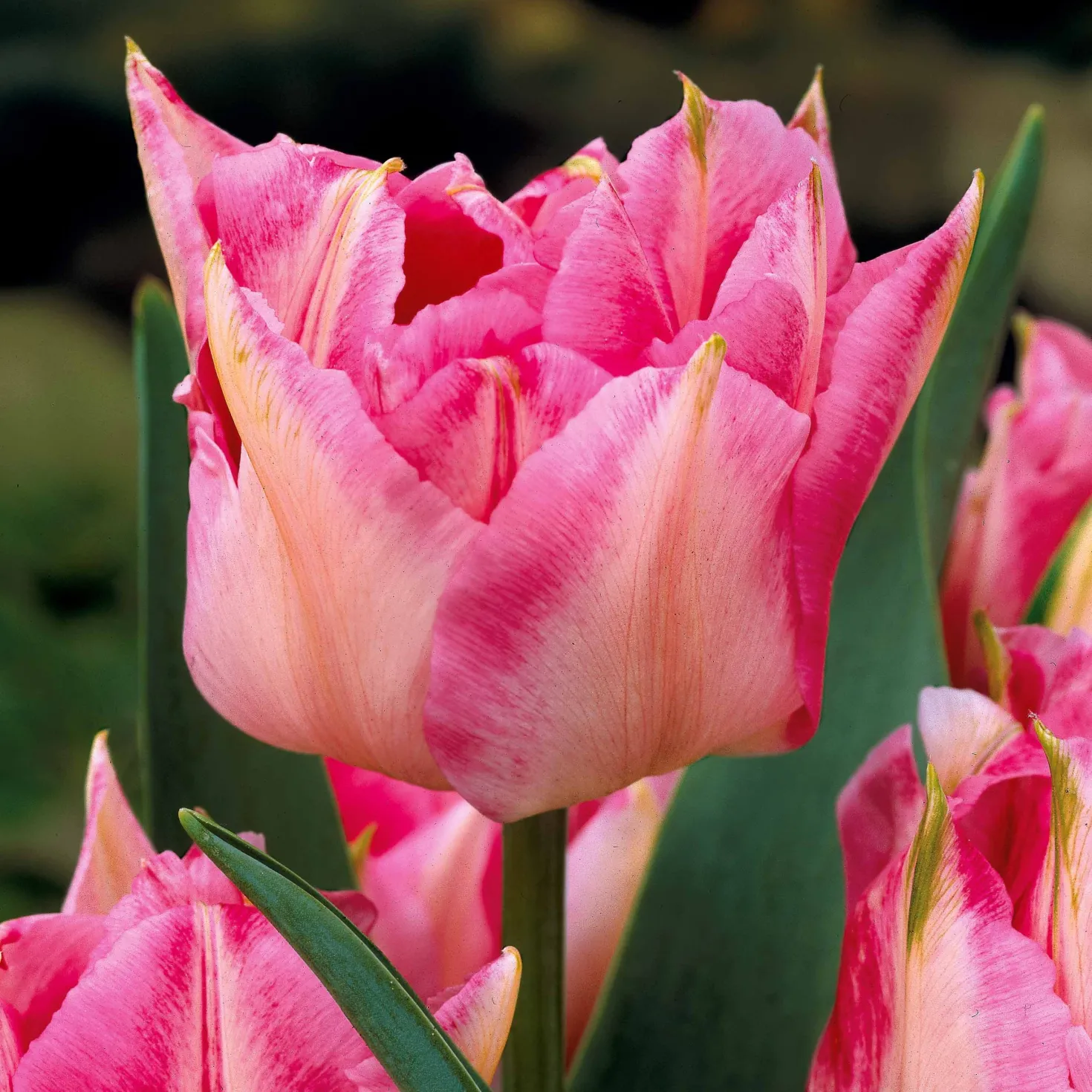 Tulpen frühblühende Murillo-Mischung (x25) - Der Frühling in Farbe