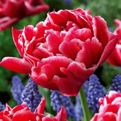 Tulpen frühblühende Murillo-Mischung (x25) - Der Frühling in Farbe