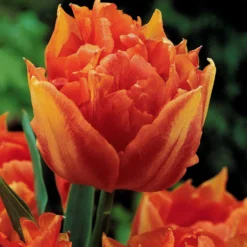 Tulpen frühblühende Murillo-Mischung (x25) - Der Frühling in Farbe