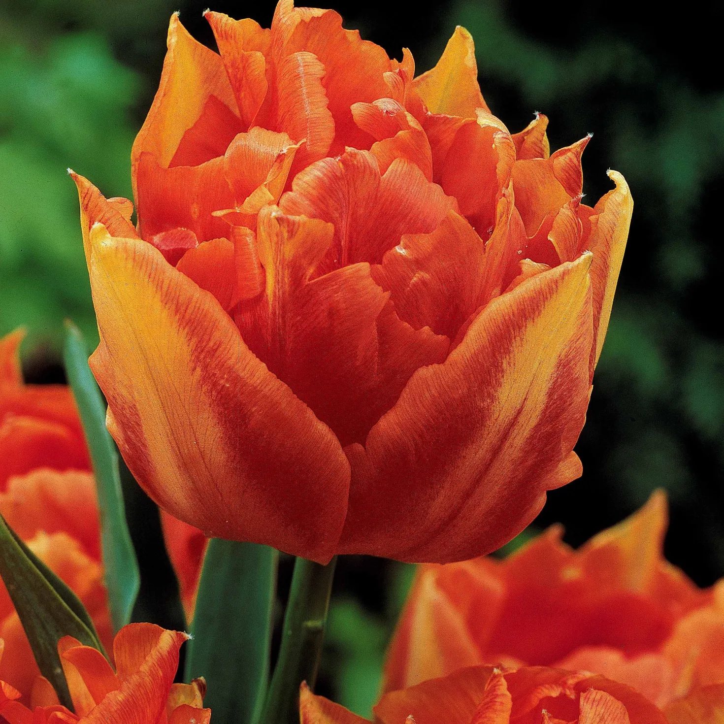 Tulpen frühblühende Murillo-Mischung (x25) - Der Frühling in Farbe