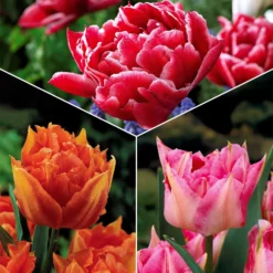 Tulpen frühblühende Murillo-Mischung (x25) - Der Frühling in Farbe