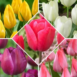 Tulpen 'Happy Garden' Mischung (x50) - 50 Tulpen, ein Farbenmeer