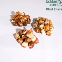 Tulpen-Kollektion 3 Monate Blüte (x60) - 3 Monate Farbe im Beet