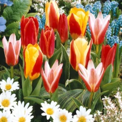 Tulpen-Kollektion 3 Monate Blüte (x60) - 3 Monate Farbe im Beet