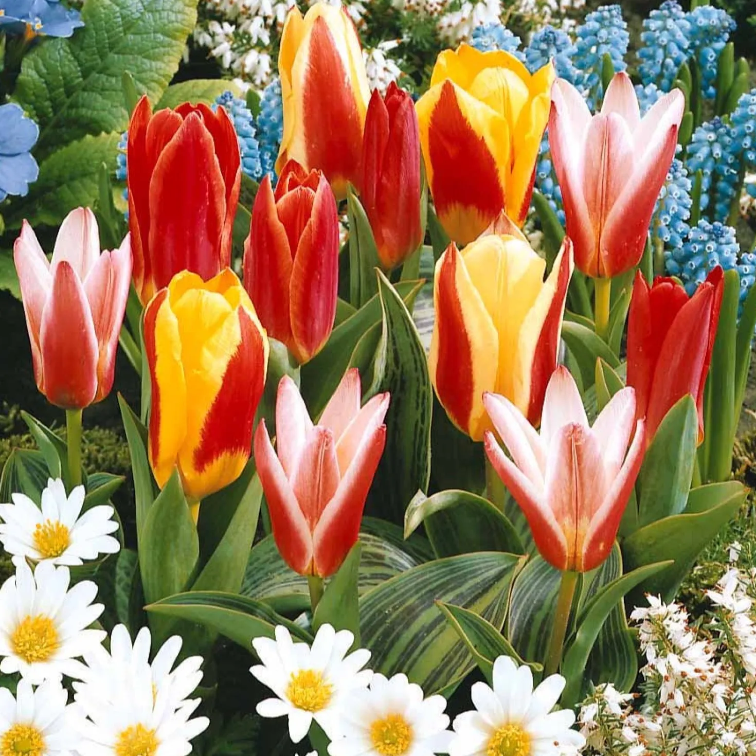 Tulpen-Kollektion 3 Monate Blüte (x60) - 3 Monate Farbe im Beet