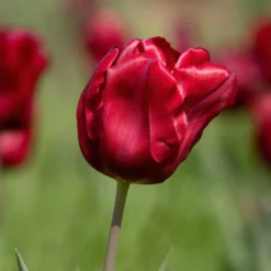 8 Tulpen Love Circle - Ein Farbkreis voller Freude