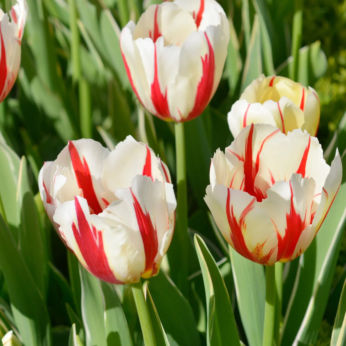 8 Tulpen Love Circle - Ein Farbkreis voller Freude