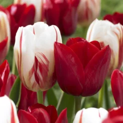 8 Tulpen Love Circle - Ein Farbkreis voller Freude
