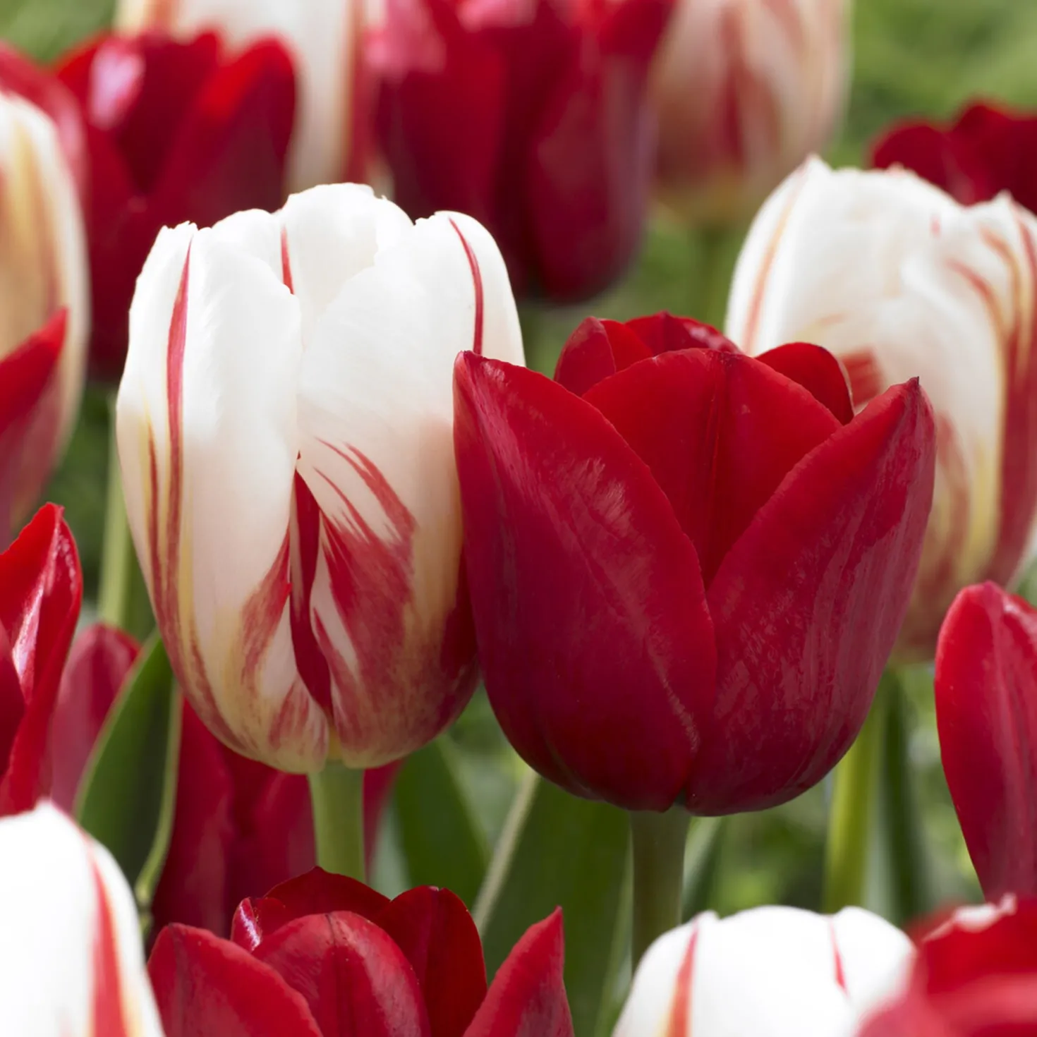 8 Tulpen Love Circle - Ein Farbkreis voller Freude