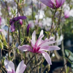 Tulpen-Magnolie - Riesige Blüten, sofort schön