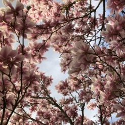 Tulpen-Magnolie - Riesige Blüten, sofort schön