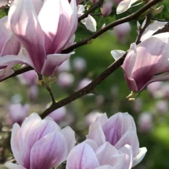 Tulpen-Magnolie - Riesige Blüten, sofort schön