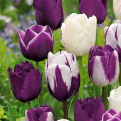 Tulpen mauv-weiß Mischung (x10) - Frühling in Mauve und Weiß