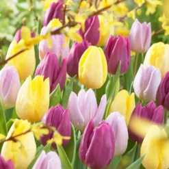 Tulpen Mischung '60 days of Tulips' (x30) - 60 Tage Tulpen im Beet
