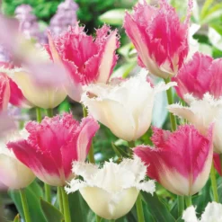 Tulpen Mischung 'Royal Wedding' (x20) - Elegante Blüten im Frühling
