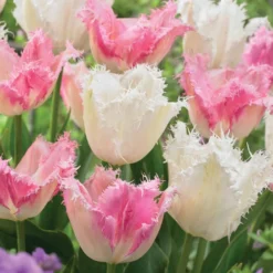 Tulpen Mischung 'Royal Wedding' (x20) - Elegante Blüten im Frühling