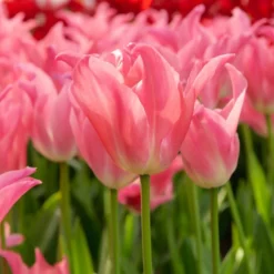 Tulpen ‘Pretty Love’ (x7) - Rosa Frühling für die Vase