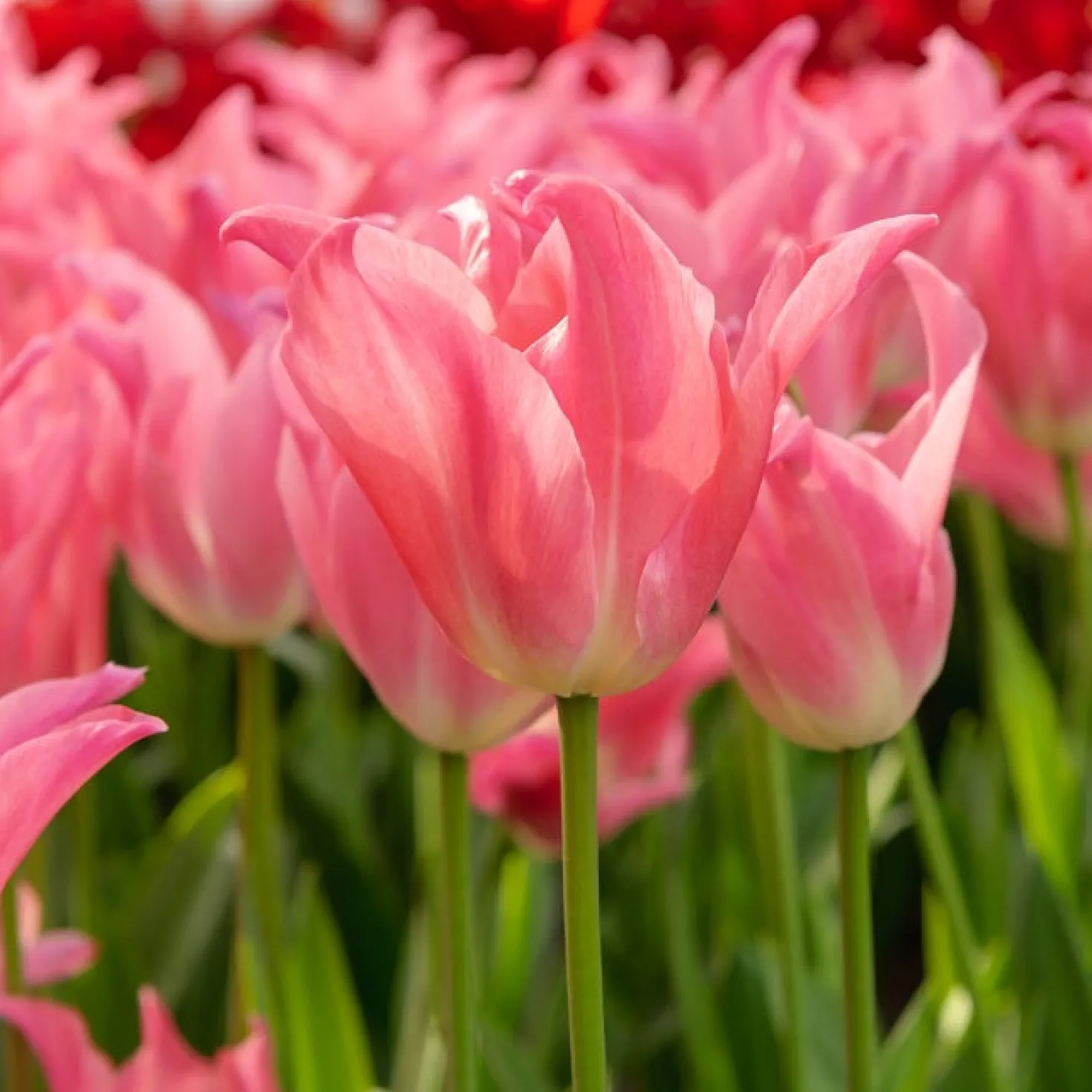 Tulpen ‘Pretty Love’ (x7) - Rosa Frühling für die Vase