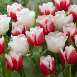 Tulpen 'Red Snow' Mischung (x10) - Rot-weißes Blütenspiel