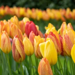 Tulpen ‘Rhapsody of Smiles’ (x5) - Sonnenfeuer im Frühlingsbeet