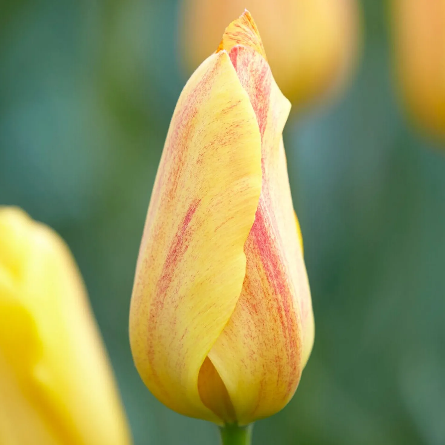 Tulpen ‘Rhapsody of Smiles’ (x5) - Sonnenfeuer im Frühlingsbeet
