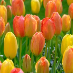 Tulpen ‘Rhapsody of Smiles’ (x5) - Sonnenfeuer im Frühlingsbeet