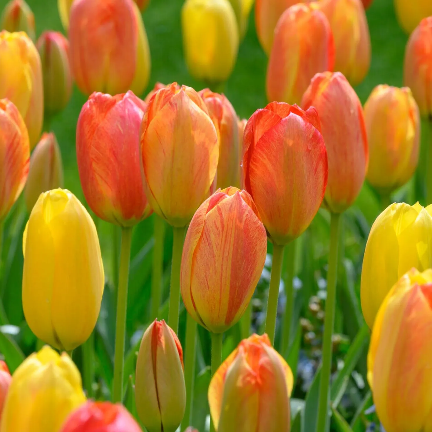 Tulpen ‘Rhapsody of Smiles’ (x5) - Sonnenfeuer im Frühlingsbeet