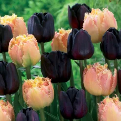Tulpen Schwarz & Aprikose Farbig (x10) - Dramatik im Frühlingsbeet