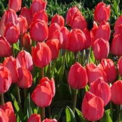 Tulpen 'Van Eijk' (x10) - Kräftiges Rosa im Frühling