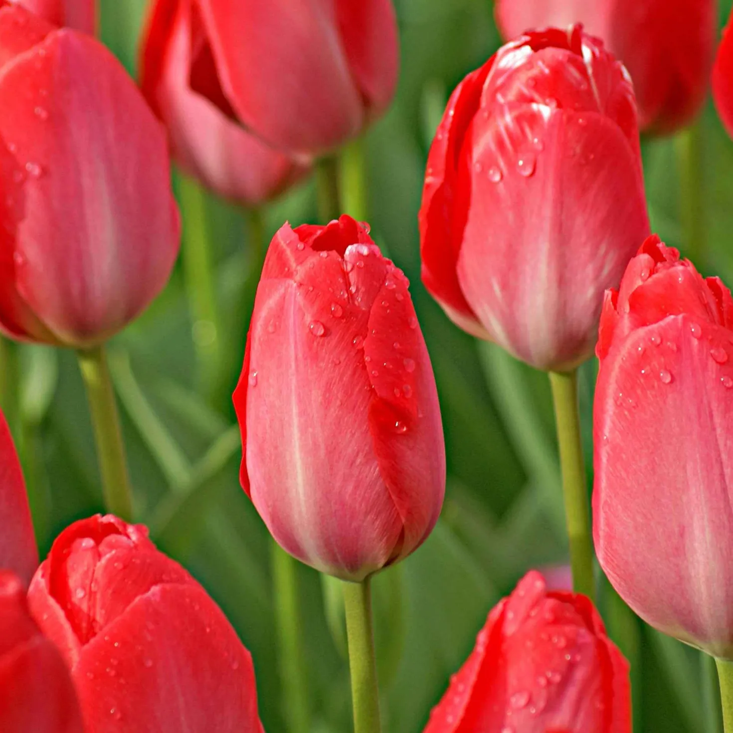 Tulpen 'Van Eijk' (x10) - Kräftiges Rosa im Frühling