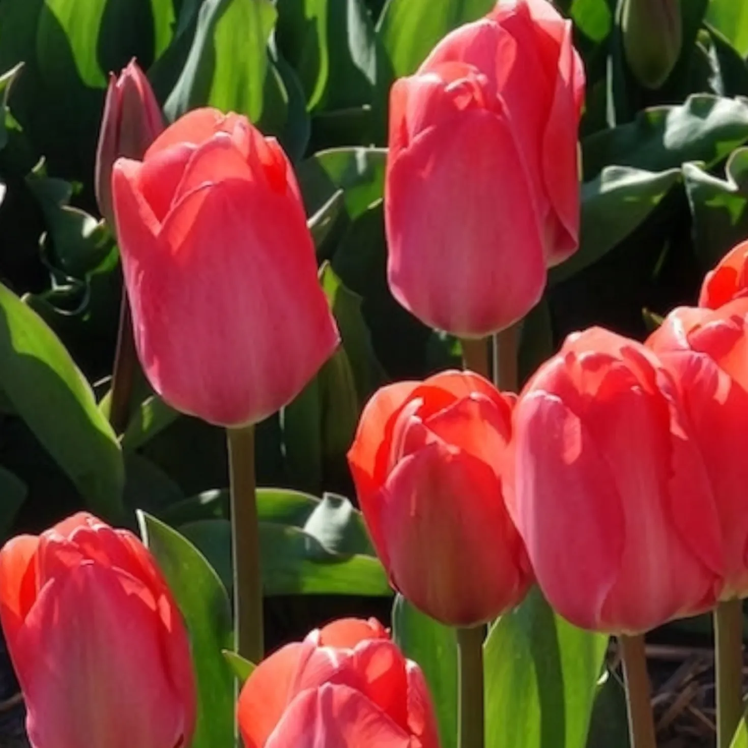 Tulpen 'Van Eijk' (x10) - Kräftiges Rosa im Frühling